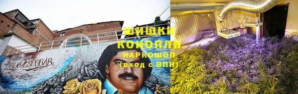 прущие грибы Богданович