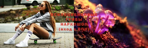 прущие грибы Богданович